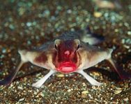 Red-Lipped Batfish