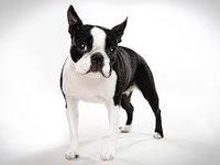 Boston Terrier