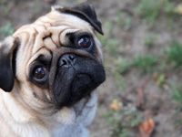 pug