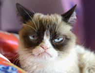 Grumpy cat!