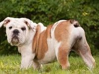 Bulldog