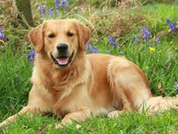 Golden Retriever Dog