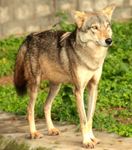 Indian Wolf