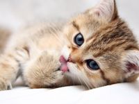 cute kitten