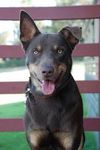 Australian Kelpie