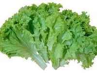 Lettuce