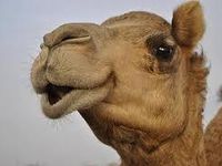 A camel