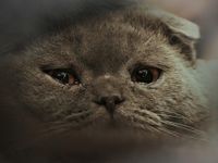 Sad Cat 3