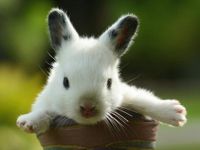 bunbun