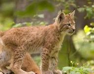 Lynx