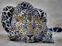 Cheetah