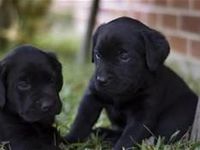 Labrador retriever