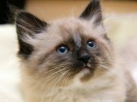 Himalayan Cat