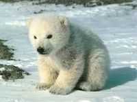 polar bear