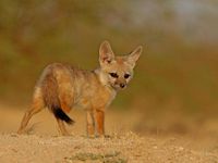 Bengal Fox