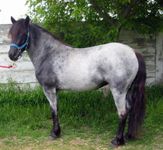 Blue roan