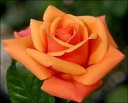 Orange rose