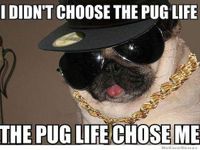 I didn't choose the pug life, the pug life chose me