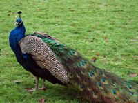 Original peacock