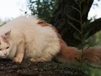 Turkish Van Cats