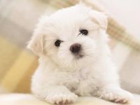 White Puppy