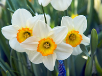 Narcissus (December)