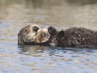 Sea Otters