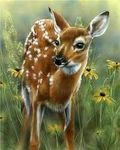 Deer