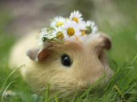 guinea pig