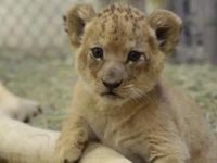 Lion Cub