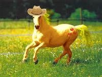 applejack real horse