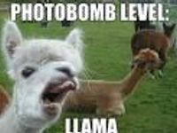 Llama photobomb