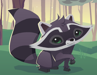 Raccoon