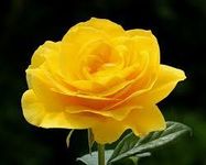 Yellow rose