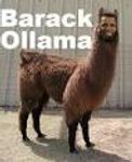 Another Obama Llama