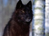 Black wolf