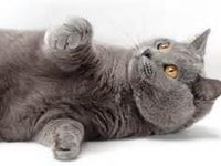 Chartreux Cat