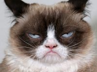 Grumpy Cat