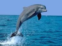 Dolphin!