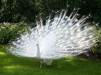 Albino peacock