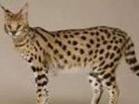 Savannah cat