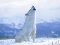 Arctic Wolf