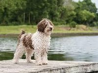 water dog