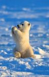 Polar bear