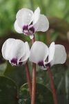 Cyclamen