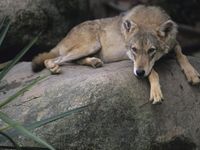 Honshu Wolf