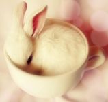 Bunny in a tea cup!