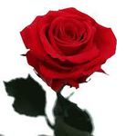 Red rose