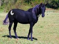 luna real horse