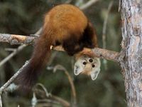 This Pine Marten?